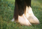HOR 01 RK1116 01
Close Up Of Clydesdale Hooves