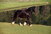 HOR 01 RK1117 28
Black Clydesdale Horse Trotting On Grass By Pond