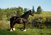 HOR 01 RK1119 14
Profile Of Black Clysdale Horse Standing On Grass By Water And Trees