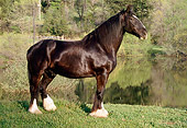 HOR 01 RK1119 18
Profile Of Black Clysdale Horse Standing On Grass By Water And Trees