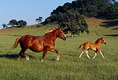 HOR 01 RK1123 03
Belgian Mare and Foal Trotting On Pasture