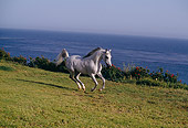 HOR 01 RK1147 03
Gray Arabian Stallion Cantering On Grassy Ridge Over Ocean