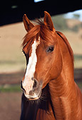 HOR 01 RK1154 01
Head Shot Of Arabian Horse Facing Camera