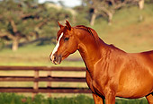 HOR 01 RK1159 03
Chestnut Arabian Horse Standing In Corral