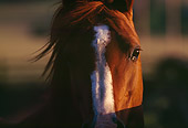 HOR 01 RK1163 01
Close Up Head Shot Of Arabian Horse Facing Camera