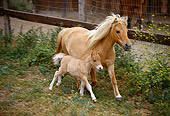 HOR 01 RK1165 02
Shetland Pony Mare And Foal In Paddock