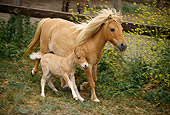 HOR 01 RK1165 10
Shetland Pony Mare And Foal In Paddock