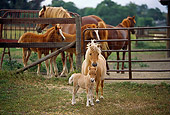 HOR 01 RK1165 17
Shetland Pony Mare And Foal In Paddock