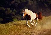 HOR 01 RK1171 08
Pinto Horse Galloping On Dirt Field By Trees