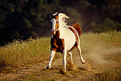 HOR 01 RK1171 42
Pinto Horse Galloping On Dirt Field By Trees