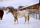 HOR 01 RK1173 02
Appaloosa Horse On Snow By Barn