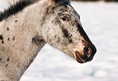 HOR 01 RK1185 01
Profile Head Shot Of Appaloosa Horse