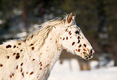 HOR 01 RK1194 02
Profile Head Shot Of Appaloosa White Horse