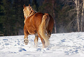 HOR 01 RK1203 01
Rear Shot Of Flaxen Chestnut Horse Trotting On Snow