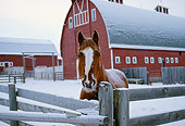 HOR 01 RK1221 04
Chestnut Horse Standing By Fence In Paddock By Red Barn