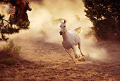 HOR 01 RK1227 04
Gray Horse In Dust