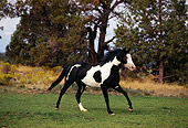 HOR 01 RK1252 09
Paint Horse Black And White Cantering On Grass By Trees