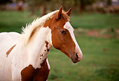 HOR 01 RK1257 09
Head Shot Of Chestnut And White Paint Horse On Grass