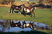 HOR 01 RK1261 04
Two Paint Horses On Grass By Water With Reflection