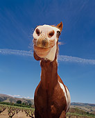 HOR 01 RK1271 03
Humorous Wide Angle Shot Of Pinto Horse Blue Sky