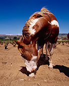 HOR 01 RK1271 18
Humorous Wide Angle Shot Of Pinto Horse Blue Sky