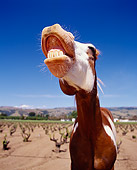HOR 01 RK1271 22
Humorous Wide Angle Shot Of Pinto Horse Blue Sky