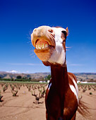 HOR 01 RK1271 23
Humorous Wide Angle Shot Of Pinto Horse Blue Sky