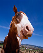 HOR 01 RK1271 29
Humorous Wide Angle Shot Of Pinto Horse Blue Sky