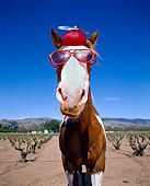 HOR 01 RK1272 07
Humorous Wide Angle Head Shot Of Horse Wearing Hat And Glasses Blue Sky