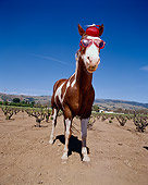 HOR 01 RK1272 16
Humorous Wide Angle Head Shot Of Horse Wearing Hat And Glasses Blue Sky