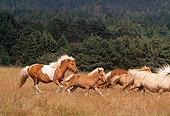 HOR 01 RK1295 01
A Herd Of Icelandic Horses Galloping On Green Pasture