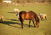 HOR 01 RK1304 02
Bay Horse Grazing On Grass By Sheep