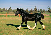 HOR 01 RK1314 19
Profile Of Black Clydesdale Horse On Green Pasture