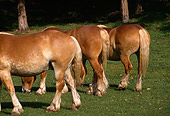 HOR 01 RK1318 12
A Herd Of Belgian Horse Rears On Green Pasture