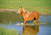 HOR 01 RK1324 01
Belgian Horse Wading In Pond