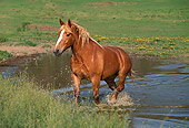 HOR 01 RK1324 04
Belgian Horse Wading In Pond