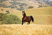 HOR 01 RK1333 13
Dark Bay Arabian Stallion On Dry Grass Pasture Hills Background