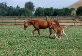 HOR 01 RK1335 02
Chestnut Arabian Mare And Foal Walking On White Flower Pasture