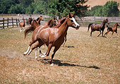 HOR 01 RK1338 15
A Herd Of Arabian Horses Galloping On Dry Grass Pasture