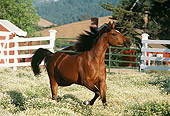 HOR 01 RK1347 11
Bay Arabian Horse Trotting In Paddock By Barn