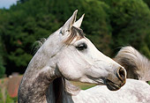 HOR 01 RK1368 05
Head Shot Of Dapple Gray Arabian Horse