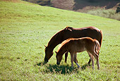HOR 01 RK1370 35
Chestnut Arabian Mare And Foal Grazing On Pasture By Trees