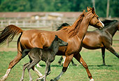 HOR 01 RK1395 08
Chestnut Arabian Mare And Foal Trotting On Pasture In Paddock