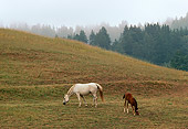 HOR 01 RK1400 01
Gray Arabian Mare And Bay Foal Grazing On Green Pasture