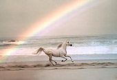 HOR 01 RK1417 50
Profile Of Gray Arabian Horse Cantering On Beach By Rainbow