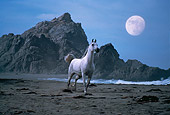 HOR 01 RK1421 10
Gray Arabian Horse Galloping On Beach By Rocks And Moon