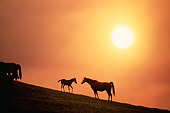 HOR 01 RK1426 03
Silhouette Profile Of Arabian Mare And Foal On Hill With Special Effects
