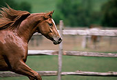 HOR 01 RK1437 03
Close-Up Of Chestnut Arabian Stallion Galloping In Paddock