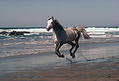 HOR 01 RK1440 17
Gray Arabian Stallion Galloping On Beach