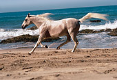 HOR 01 RK1441 01
Profile Of Gray Arabian Horse Galloping On Beach